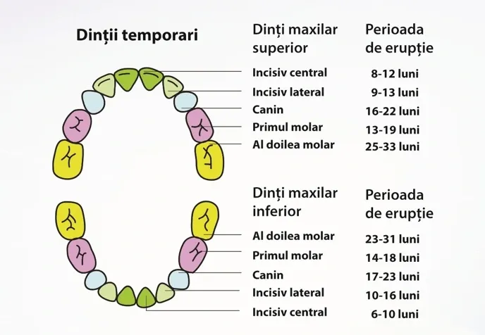 Denumire dinti temporari
